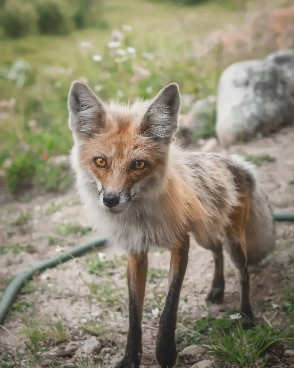 fantastic mr fox
