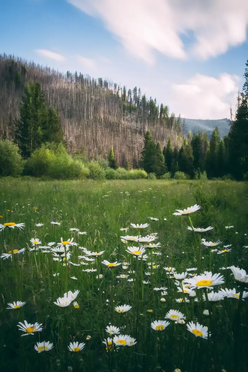 meadow
