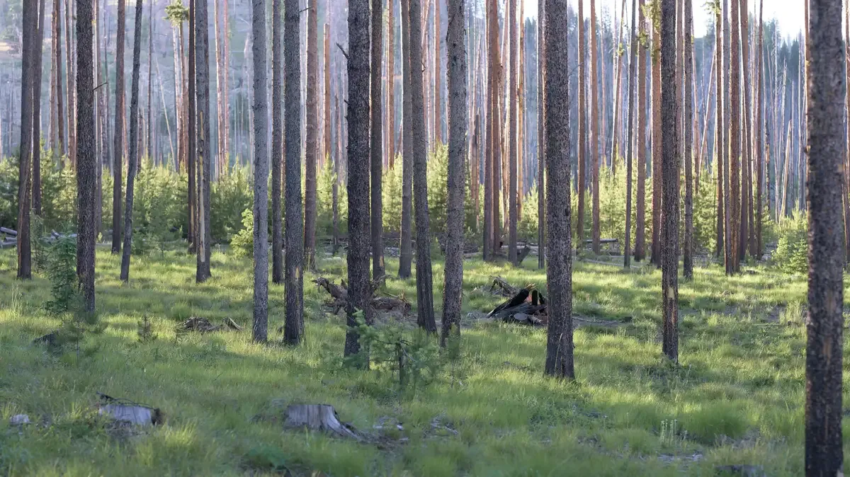 tree
