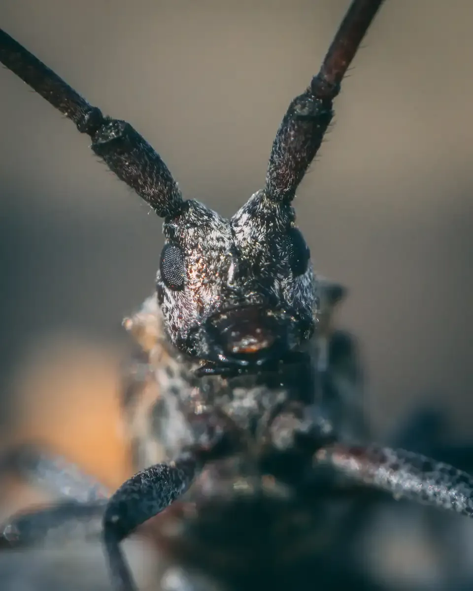 bug