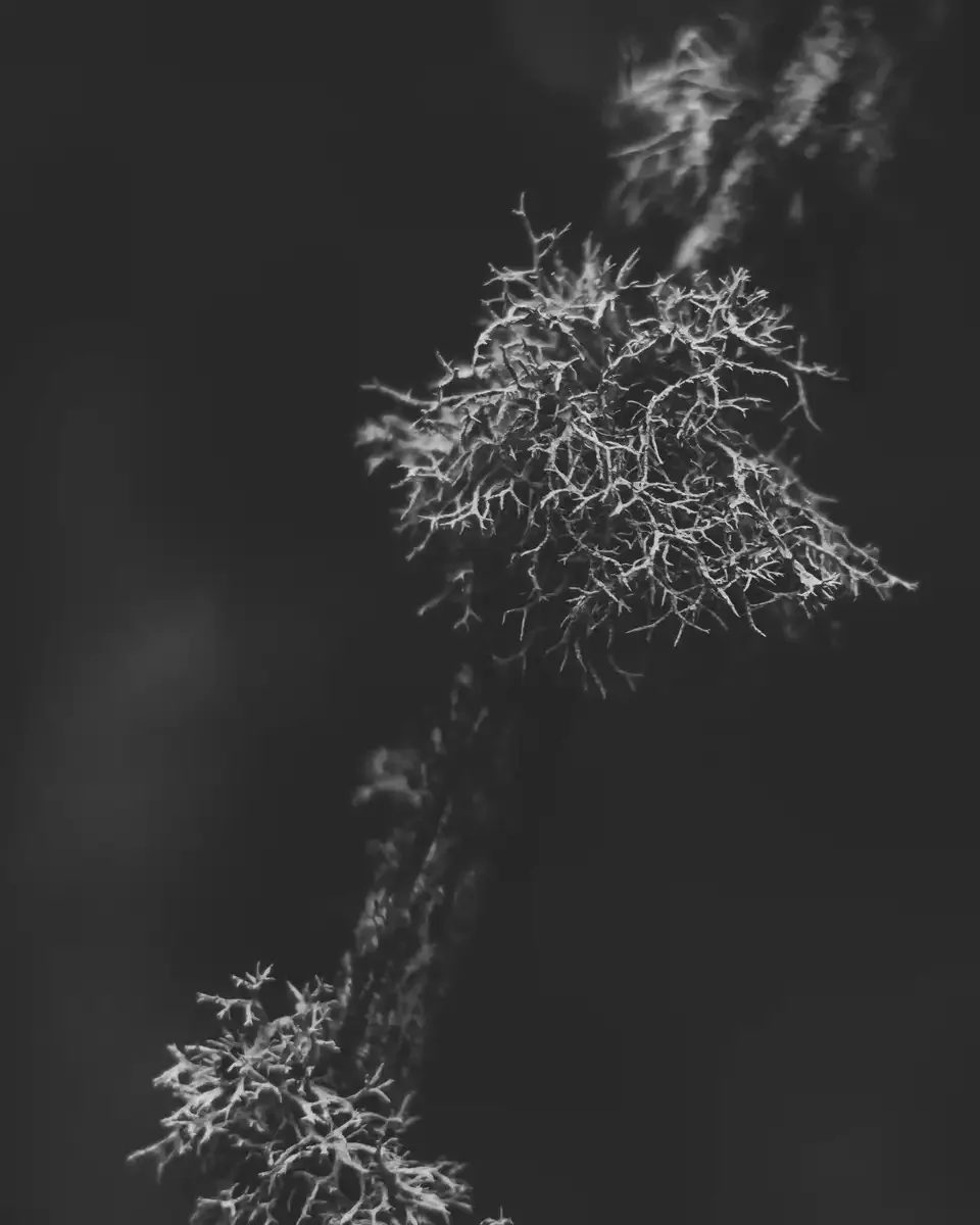 growth