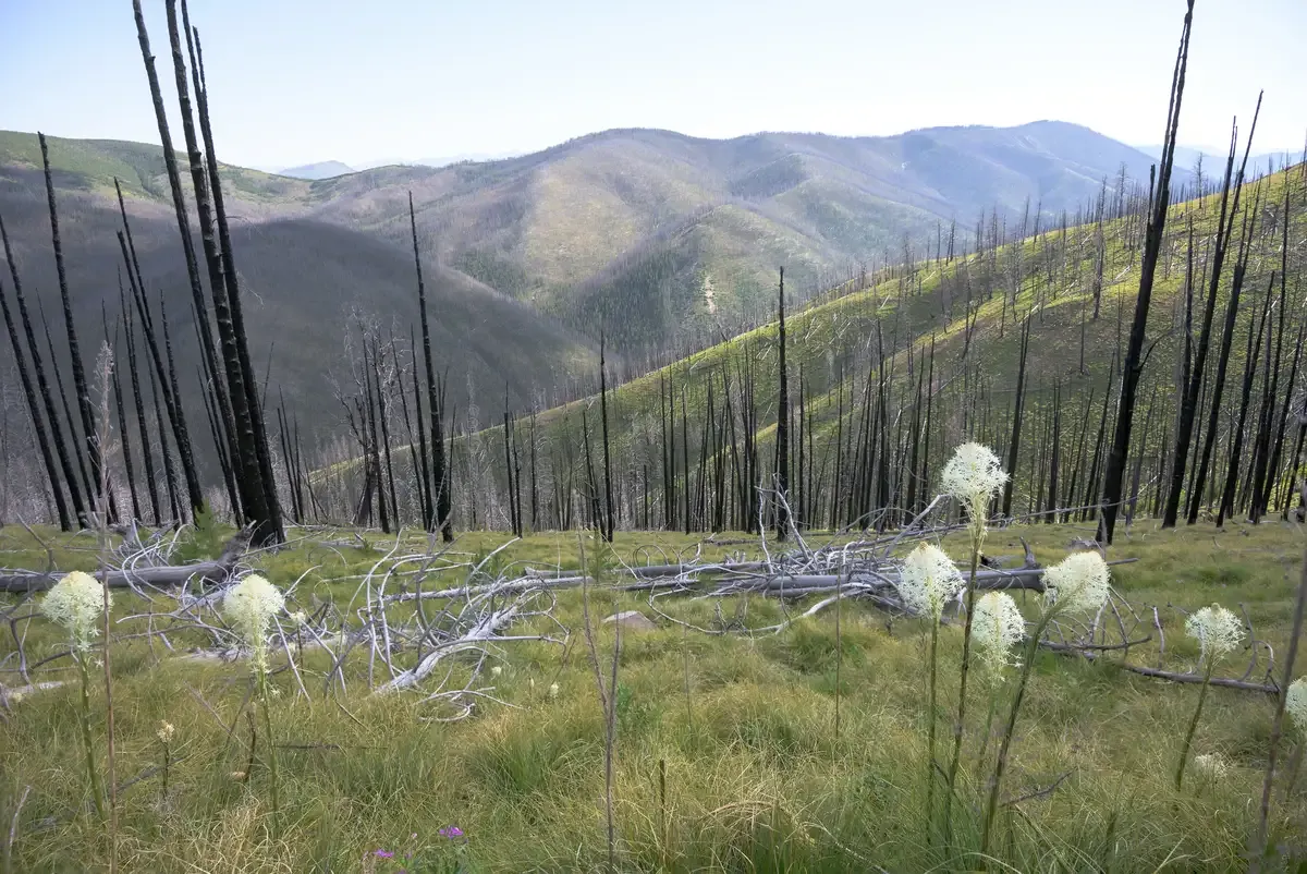 bear grass