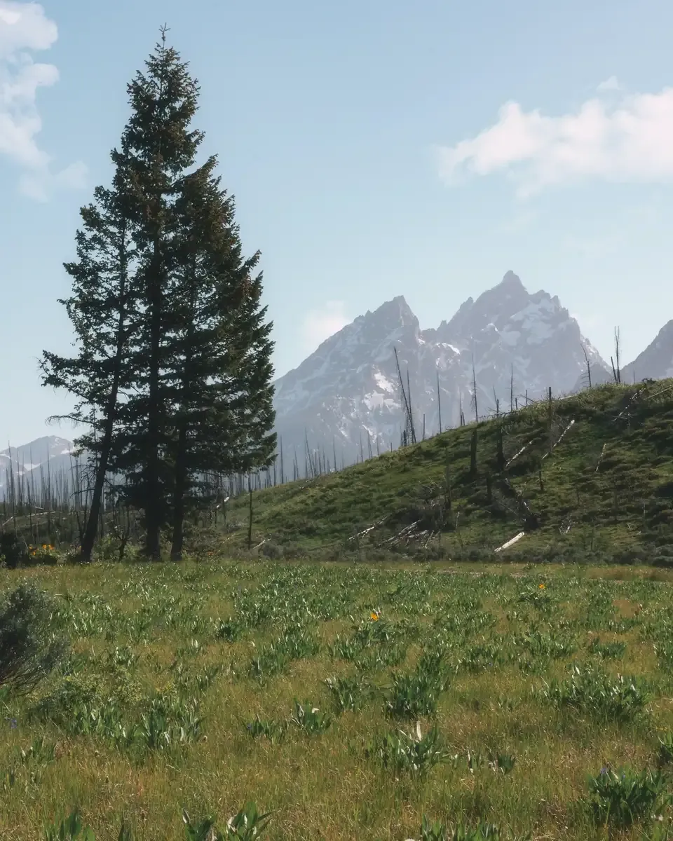 teton